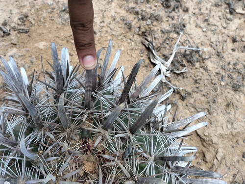 Ferocactus santa-maria