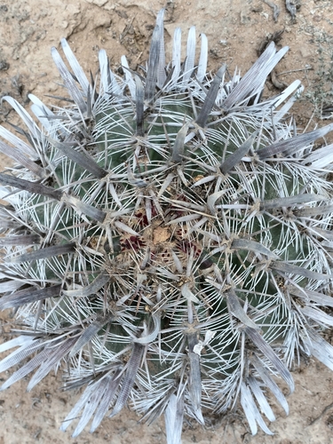 Ferocactus santa-maria