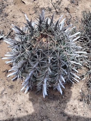 Ferocactus santa-maria