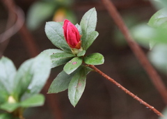 Rhododendron indicum