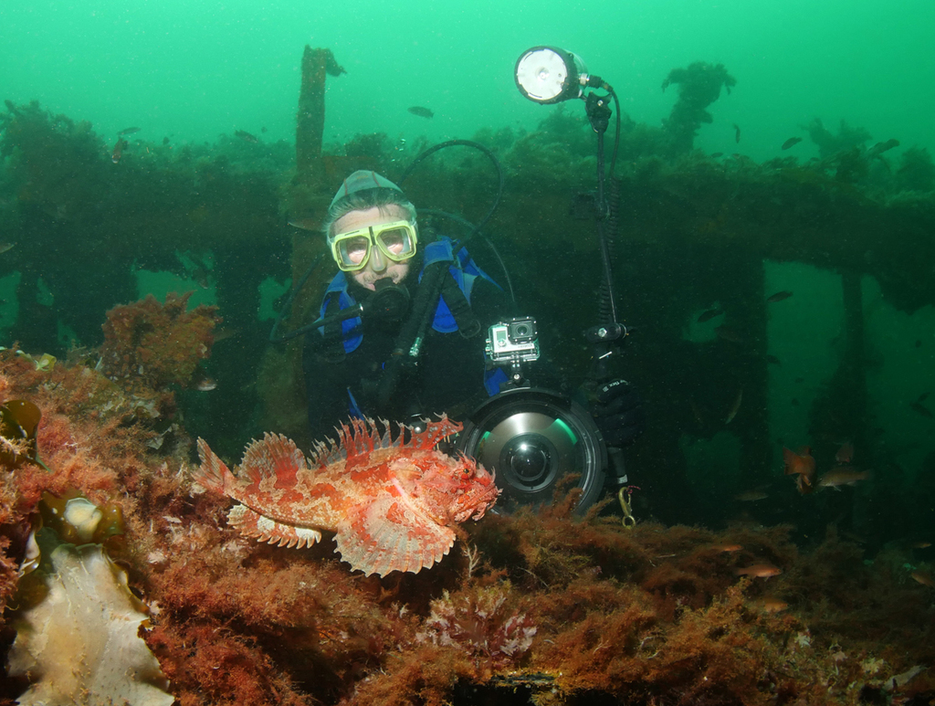 Sea Raven (Hemitripterus americanus) - Marine Life Identification
