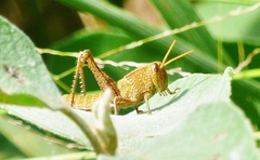 Schistocerca impleta