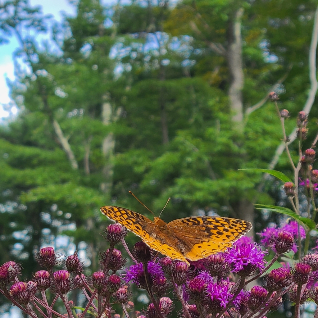Greater Fritillaries from Hickory Run State Park on August 29, 2023 at