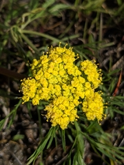 Lomatium caruifolium