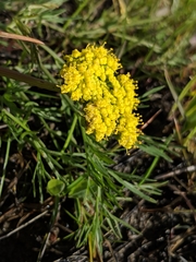Lomatium caruifolium
