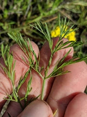 Lomatium caruifolium