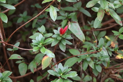 Rhododendron indicum
