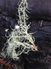 Usnea intermedia