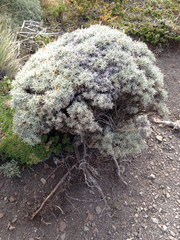 Anarthrophyllum desideratum