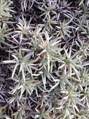 Anarthrophyllum desideratum