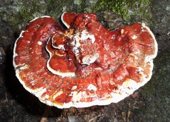 Ganoderma sessile