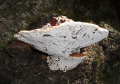 Ganoderma sessile