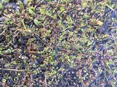 Limnanthes macounii