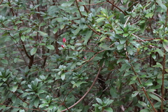 Rhododendron indicum