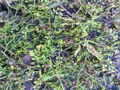 Limnanthes macounii