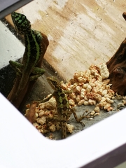 Diploderma splendidum