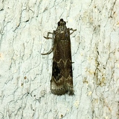 Euzophera semifuneralis