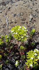 Chorizanthe mieresii