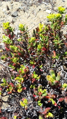 Chorizanthe mieresii