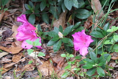 Rhododendron indicum