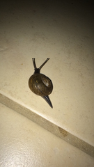 Zachrysia provisoria