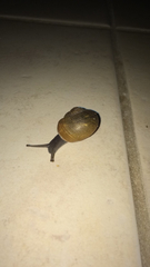 Zachrysia provisoria