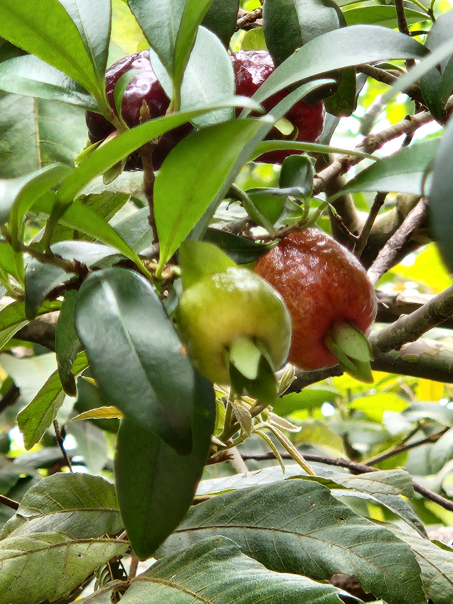 Imagem de Cereja-do-rio-grande