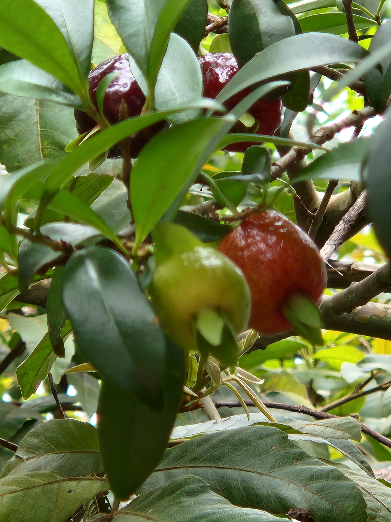 Imagem de Cereja-do-rio-grande