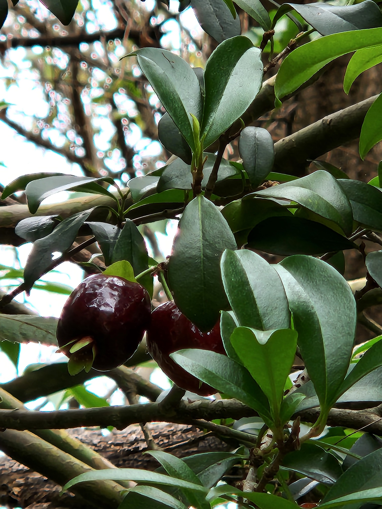 Imagem de Cereja-do-rio-grande