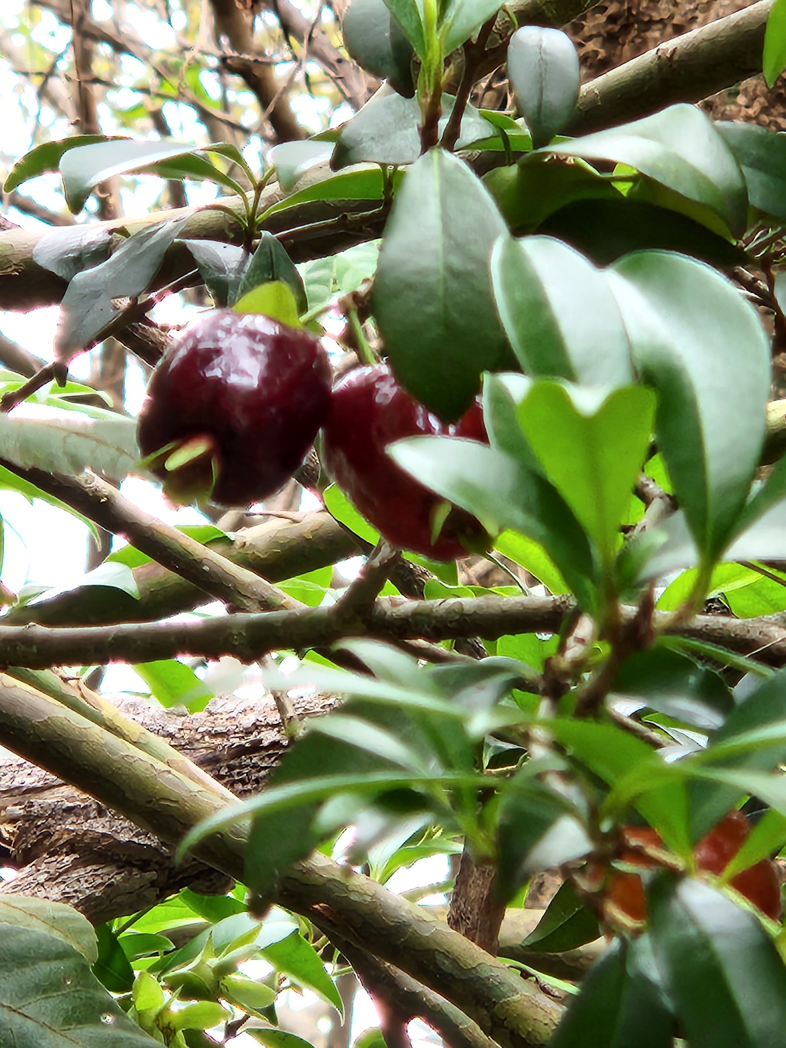 Imagem de Cereja-do-rio-grande