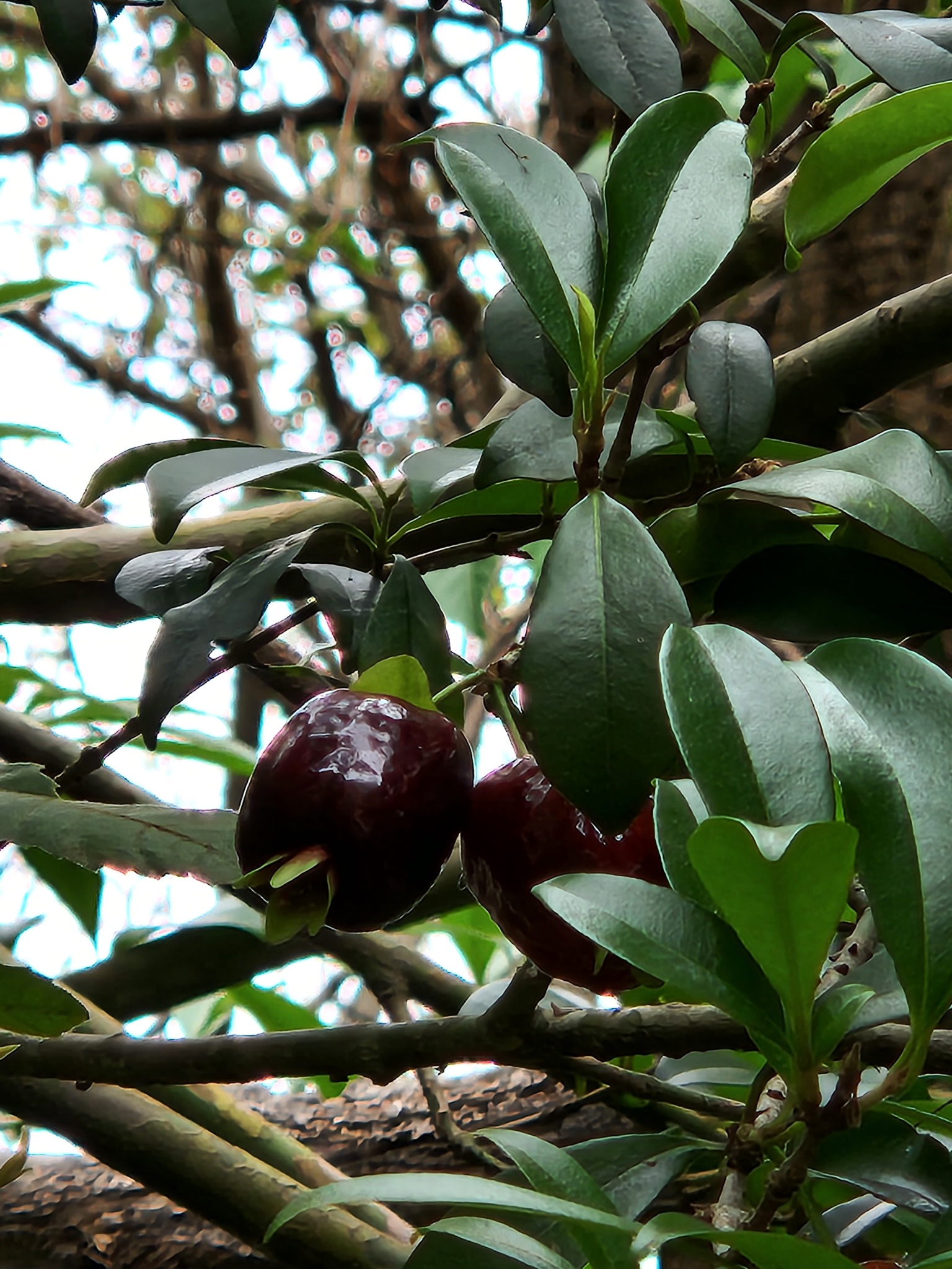 Imagem de Cereja-do-rio-grande