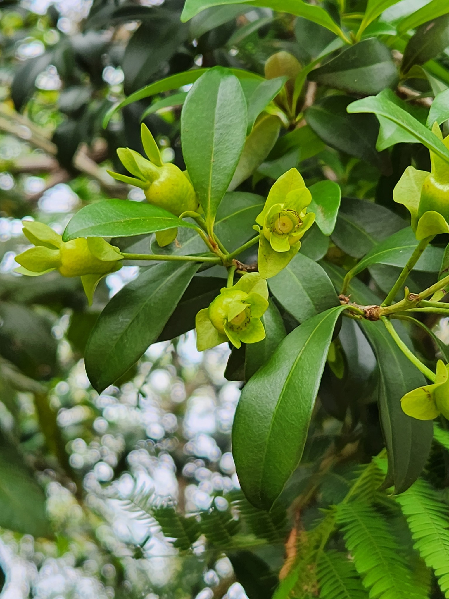 Imagem de Cereja-do-rio-grande