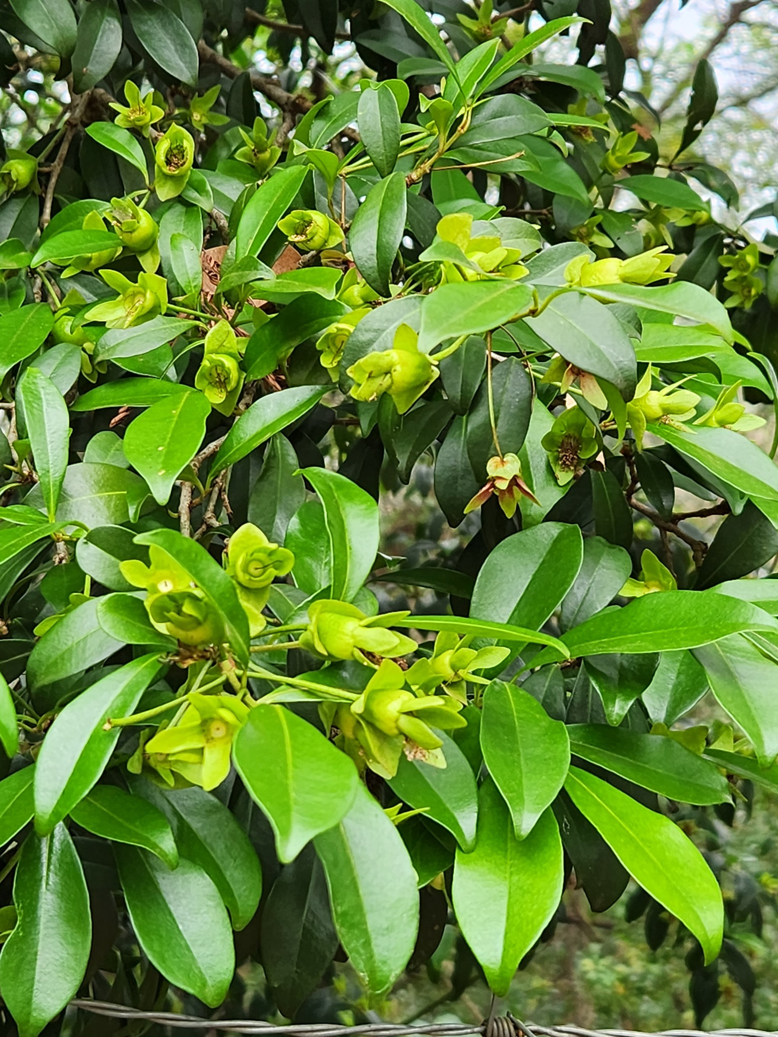 Imagem de Cereja-do-rio-grande