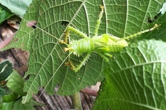 Panacanthus cuspidatus