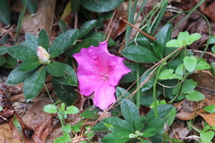 Rhododendron indicum