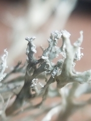 Ramalina intermedia