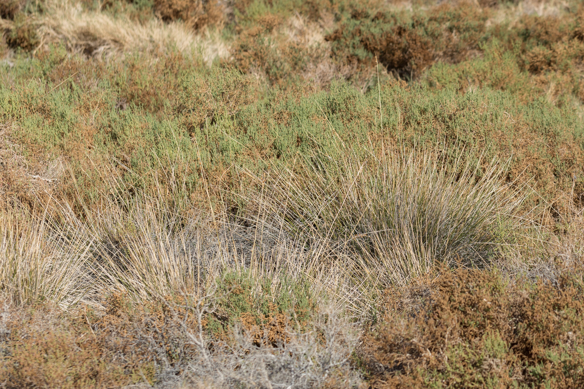 Juncus cooperi
