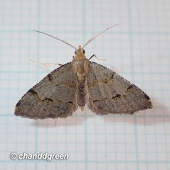 Chrioloba perpusilla