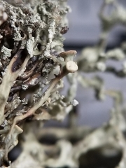 Ramalina intermedia