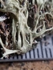 Ramalina intermedia