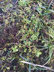 Limnanthes macounii