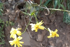 Senecio lemmonii