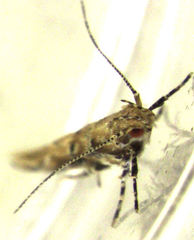 Pyroderces aellotricha