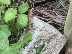 Calotes versicolor