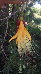 Adansonia rubrostipa image
