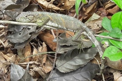 Polychrus marmoratus