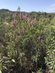 Ericeae