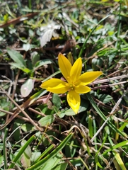 Nothoscordum felipponei, photograph Agustina Medina, CC BY, iNaturalist via GBIF