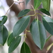 Ficus watkinsiana - Photo (c) Pete Woodall, alguns direitos reservados (CC BY-NC), uploaded by Pete Woodall