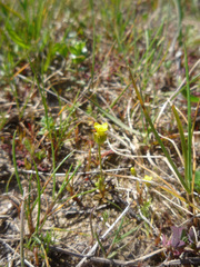 Cicendia quadrangularis